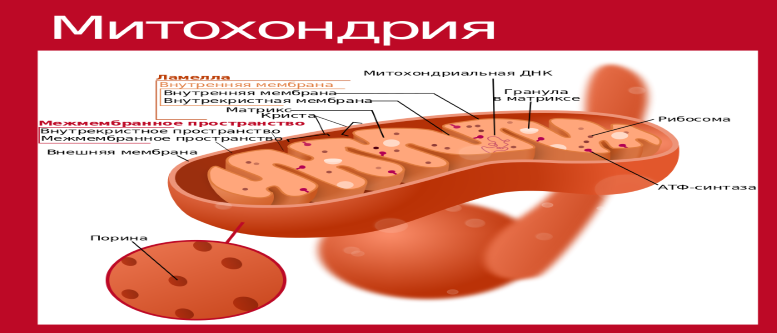 жизненная энергия 