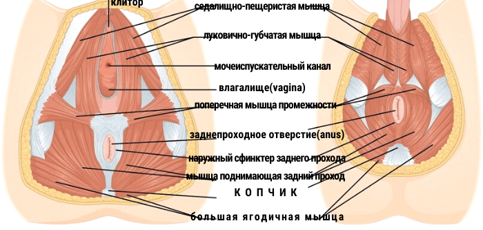 упражнения кегеля для мужчин